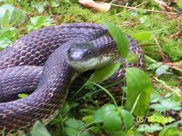 Western Rat Snake Rat Snake Snake Critter