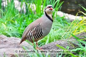 National Bird Of Pakistan Chukar Partridge World Birds Bird