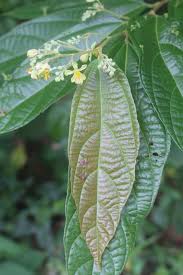 Image result for Grewia schmitzii