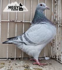 Pin By Banner On Pigeon In 2020 Pigeon Animals Texans