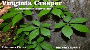 While virginia creeper is a plant often mistaken for poison ivy, it doesn't have the urushiol toxin that causes the poison ivy rash.﻿﻿ Virginia Creeper Parthenocissus Quinquefolia Be Careful With This Plant And Here S Why Youtube