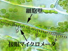 オオカナダモを使った実験