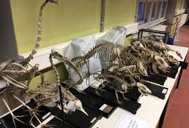 There are around 650 skeletal muscles within the typical human body. Scaling Nature 2 Fibers Muscles Bones Dxm