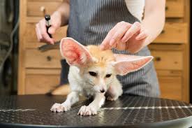 Has an excellent selection of reptiles for sale and pet products at very competitive prices. Exotic Animals For Sale Pets For Sale Exotic Pets 4 Sale