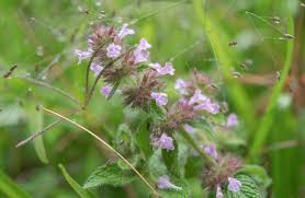 Image result for Clinopodium uhligii