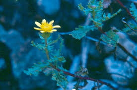 Image result for Senecio retrorsus