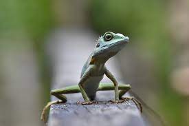 green crested lizard in singapore download this photo by mark stoop on unsplash animals animal pictures animals images