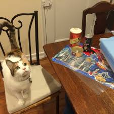Remove from heat, and add gelatine, sugar, vanilla extract and salt. Hattie S Blog How To Make Cat Ice Cream For Cats I Ve Seen