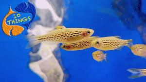 Check spelling or type a new query. A Bulletproof Fish That Should Be In Every Aquarium 10 Things Danios Youtube