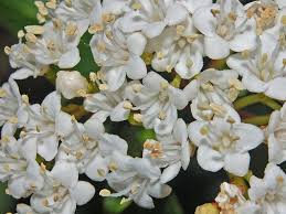 Viburnum Tinus Viburnum Plants Flower Garden