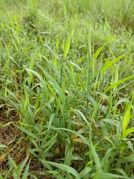 Image result for Digitaria acuminatissima