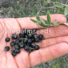 Image result for Rhamnus prinoides