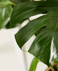 The best indoor plants perfect for everyone: Buy Large Potted Monstera Indoor Plant Bloomscape