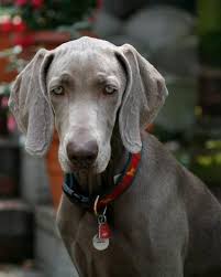 We did not find results for: A Southern California Weimaraner Breeder Weimaraner Weimaraner Puppies Weimaraner Dogs