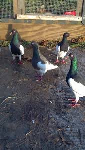 English Magpie Pigeons Pigeon Pictures Pigeon Breeds Pet Birds
