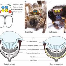 We actually don't have the true brown recluse in greater brown recluse spiders outside are found in utility boxes, around rocks, under leaves, and in wood piles. Pdf Molecular Evolution Of Spider Vision New Opportunities Familiar Players