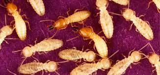 At sterling pest control, we can safely address your problems with termite and pest infestation. Sterling Is The Best Termite Control Near Me For Orlando Locals