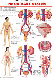 Http Cdn Firstcry Com Brainbees Images Products Zoom 81147a Jpg Human Anatomy Chart Human Body Systems Human Anatomy And Physiology