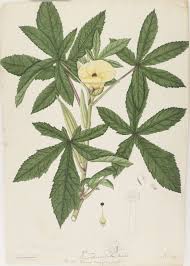 Image result for Abelmoschus esculentus