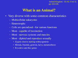 We did not find results for: Kingdom Animalia Topics Animal Definition Ppt Download