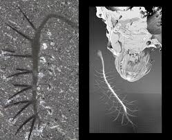 Consider supporting me on patreon: Hallucigenia The Primordial Spinal Creature From Attack On Titan Anime Anthology In Asian Spaces
