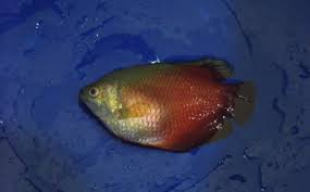 I dont know what to do though. My Betta Fish Is Bloated Vang Bettas