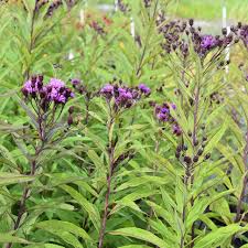 Image result for Vernonia natalensis