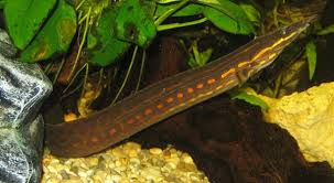 Fire Eel One Of The Most Colorful Freshwater Eel Tropical Freshwater Fish Freshwater Aquarium Fish Freshwater Fish