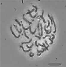 Image result for Impatiens purpureoviolacea