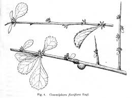 Image result for Commiphora kua