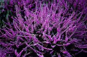 Pin On Travy I Aromaterapiya Herbs And Aroma