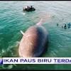 .maksud kembalikan lumba lumba dan paus ke habitat aslinya. Https Encrypted Tbn0 Gstatic Com Images Q Tbn And9gcts Fbo 2vrfbccbg9srpatyfg633diixx8qfnswihfsj6115d5 Usqp Cau