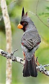 Maybe you would like to learn more about one of these? Black Cardinal Beautiful Birds Wild Birds Pet Birds