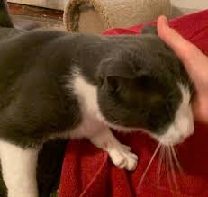 Naugatuck, ct condos & townhomes. Cat For Adoption Danny A Domestic Short Hair In Naugatuck Ct Petfinder
