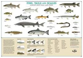 fish identification teaching great lakes science