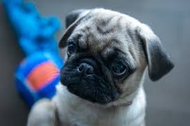Find the perfect puppy for sale in chicago, illinois at next day pets. How Much Does A Pug Cost Real Breeder Prices
