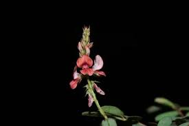 Image result for Indigofera hendecaphylla