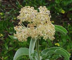 Image result for Acacia eriocarpa