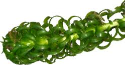 Image result for Ottelia kunenensis