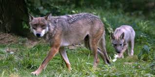 On croyait que le loup attaquait les hommes, mais en réalité il est inoffensif et a peur de l'homme. Savoie Deux Loups Abattus Apres Des Attaques De Troupeaux