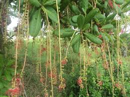 Image result for Barringtonia
