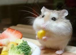 Hungry Baby Hamster Grappige Hamsters Schattige Dieren Hamster