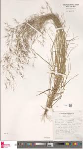 Image result for Aristida scabrivalvis