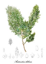 Image result for Cupressaceae
