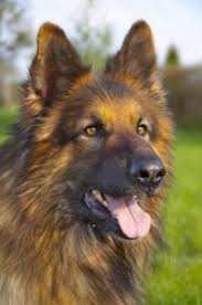 Even two short haired german shepherds can produce longhaired offspring if the gene is present in their dna. Long Vs Short Haired German Shepherd Pure Shepherd