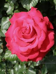 Pin On Roses