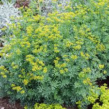 Image result for Ruta graveolens