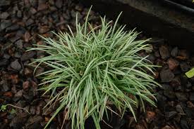 Image result for Ophiopogon