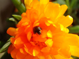 Image result for Exochaenium exiguum