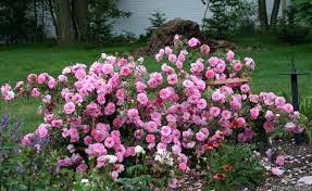 Canadian Explorer Rose John Davis 3 5 Blooms Avg 40 Petals Very Disease Resistant Height 7 8 Width 4 Dark Gr Hardy Perennials Rose Photos Garden Bulbs